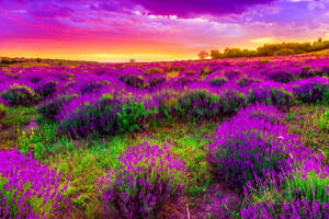 Lavender Flower Field In Spring Wallpaper