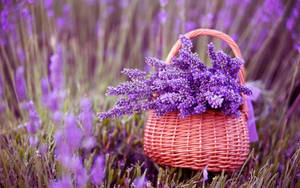 Lavender Flowers In Basket On Field Wallpaper