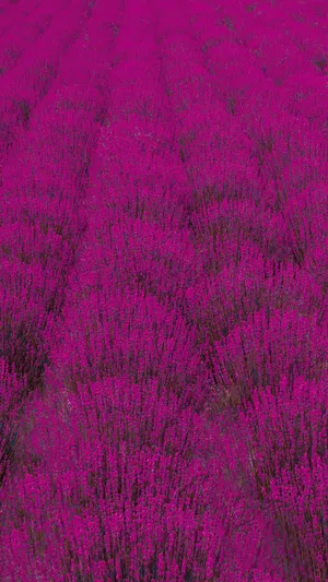 Lavender Plantation Galaxy S10 Wallpaper