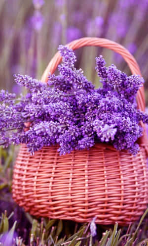 Lavender Purple Flowers In Basket Wallpaper