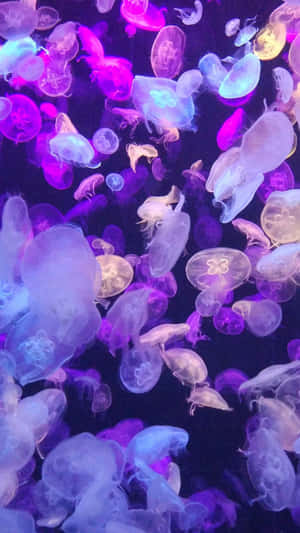Lavender Purple Jellyfish Wallpaper