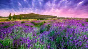 Lavender Wildflowers Field By A Mountain Wallpaper