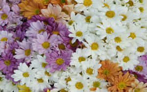 Layers Of Colorful Daisies Wallpaper