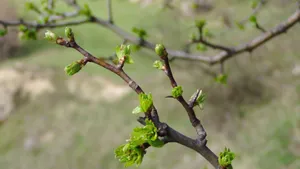 Leaf Buds On Tree Branches Wallpaper