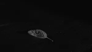 Leaf On Black Screen 4k Wallpaper