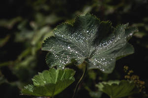 Leaf The Beauty Of Nature In A Single Wet Leaf. Wallpaper