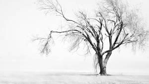 Leafless Tree White Background Wallpaper