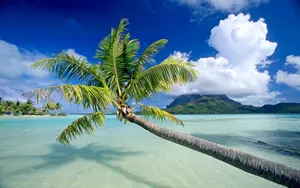 Leaning Palm Trees Summer Paradise Beach Wallpaper