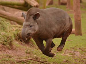 Leaping Tapirin Motion Wallpaper