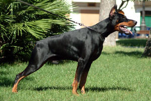 Leashed Doberman Pinscher Wallpaper