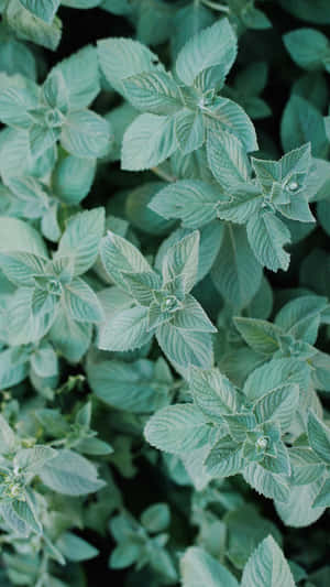 Leaves Cute Mint Green Aesthetic Wallpaper