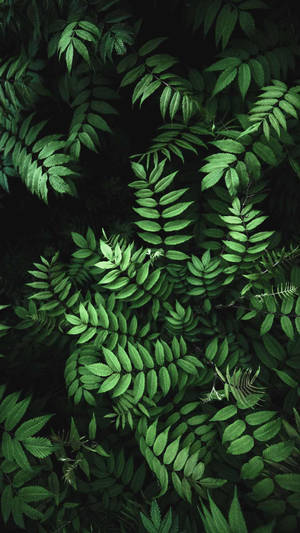 Leaves Iphone Black Wallpaper