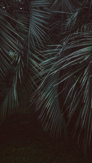 Leaves Jungle Iphone Wallpaper