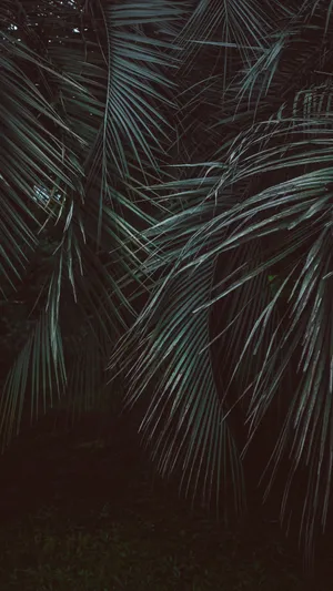 Leaves Jungle Iphone Wallpaper