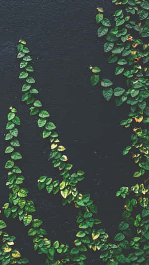 Leaves Vines Plant Aesthetic Phone Wallpaper