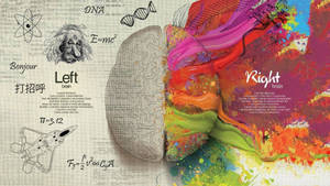 Left Vs Right Cerebral Cortex Illustration Wallpaper