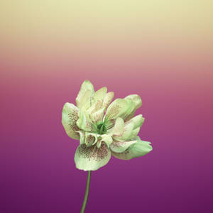 Lenten Rose Flower Apple Wallpaper