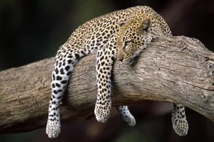 Leopard Animal In Branch Wallpaper