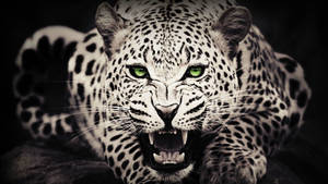 Leopard Animal With Green Eyes Wallpaper