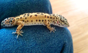 Leopard Gecko On The Lap Wallpaper