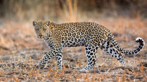 Leopard In Savannah Hd Wallpaper