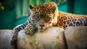 Leopard Stare Hd Wallpaper