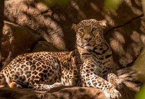 Leopard Under The Shade Hd Wallpaper