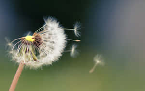 Let Go Dandelion Wallpaper