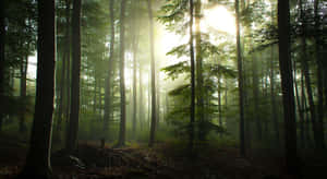 Let Nature Be Your Technology - Forest Desktop Wallpaper