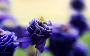 Let Nature Inspire Your Day With This Beautiful Purple Flower. Wallpaper