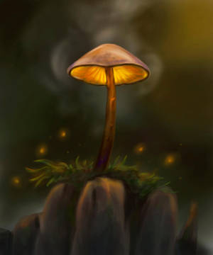 Let Your Imagination Soar With These Magical Mushrooms. Wallpaper