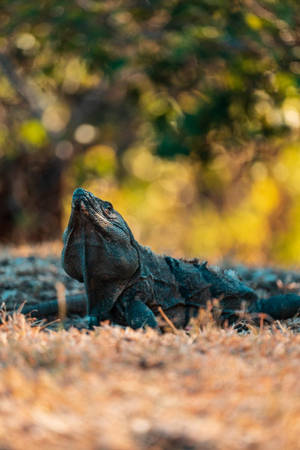 Liberia Green Iguana Wallpaper