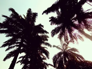 Liberia Sky And Trees Wallpaper