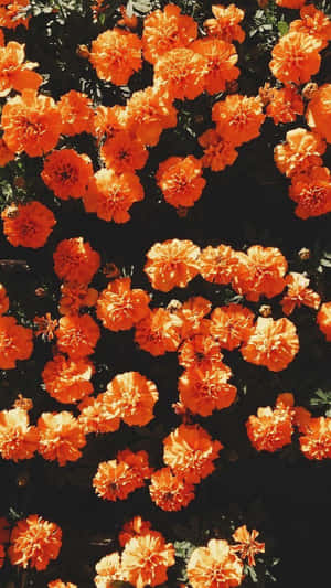 Life's Brighter When It's Orange Wallpaper