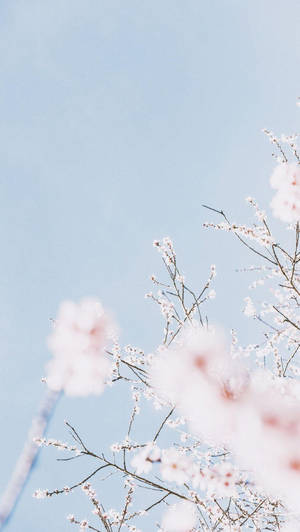 Light Blue Aesthetic Sakura Wallpaper