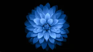 Light Blue Dahlia Wallpaper
