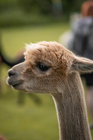 Light Brown Alpaca Close-up Wallpaper