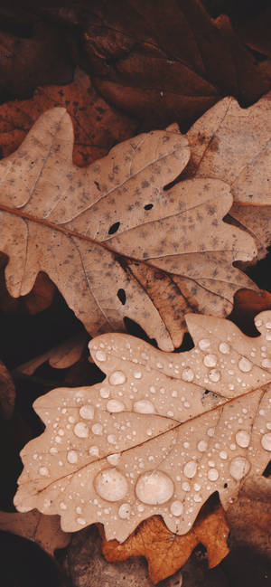 Light Brown Autumn Leaves Wallpaper