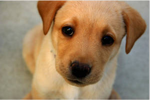 Light Brown Cute Puppy Black Eyes Wallpaper