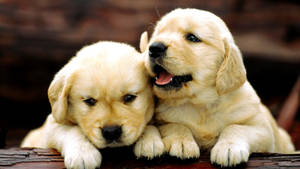 Light Brown Labrador Puppies Wallpaper