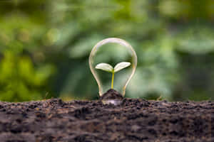 Light Bulb With Plant And Soil Wallpaper