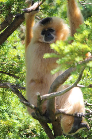 Light Colored Gibbon Wallpaper