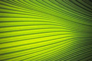 Light Green Plain Striped Waves Wallpaper