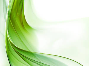Light Green Sheer Cloth Wallpaper