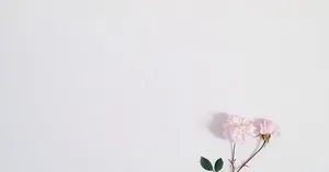 Light Pink Roses Facebook Cover Wallpaper