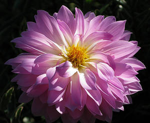 Light Purple Dahlia Pinnata Wallpaper