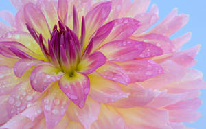 Light Purple Dahlia With Water Drops Wallpaper