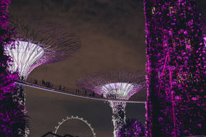 Light Purple Lights At Supertree Grove Wallpaper