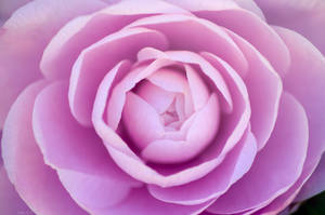 Light Purple Rose Wallpaper