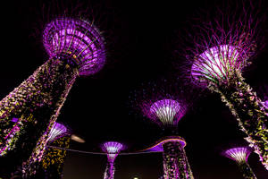 Light Purple Supertree Grove Worm's Eye View Wallpaper